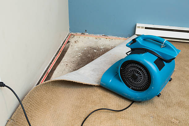 Best Professional water damage repair  in Dunlap, IL
